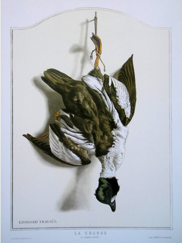 Goldeneye Bird Wildlife Artist Painting Dead Game Print