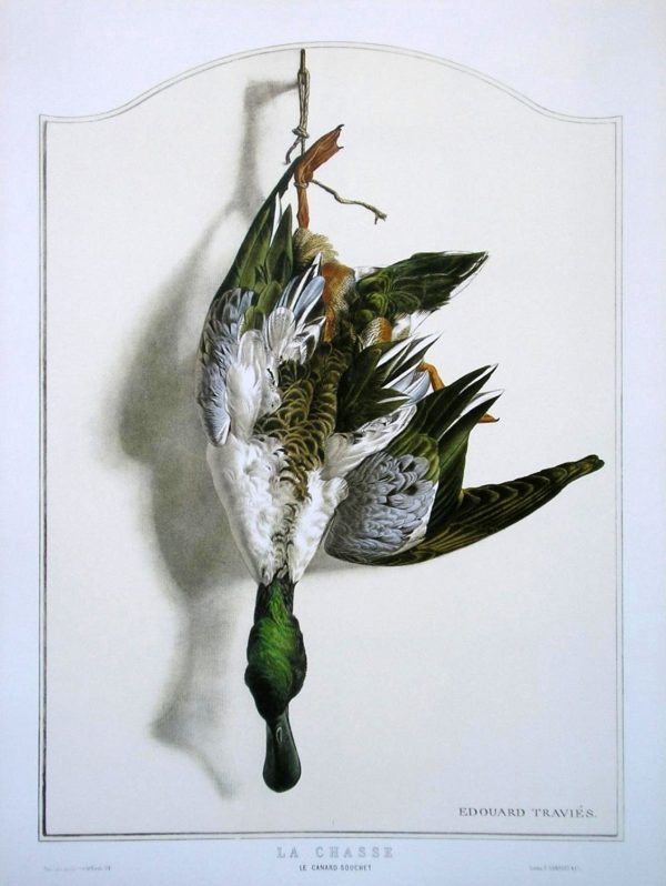 Shoveler Bird Wildlife Artist Painting Dead Game Print