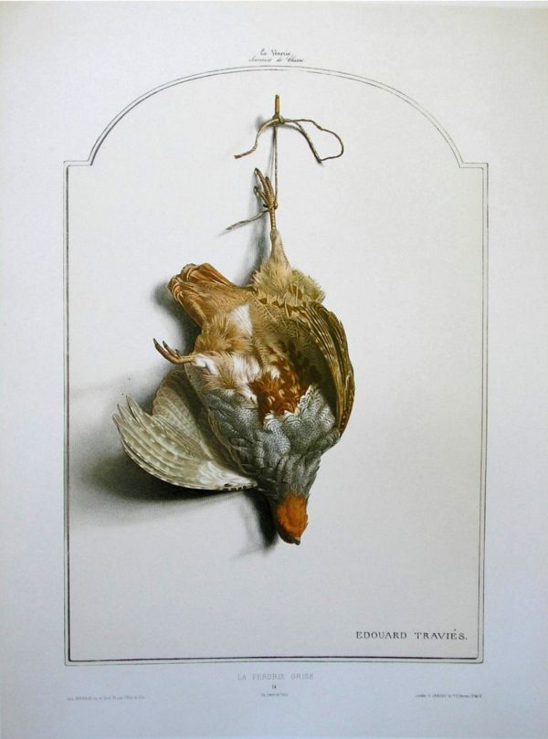 Grey Partridge  Bird Wildlife Artist Painting Dead Game Print