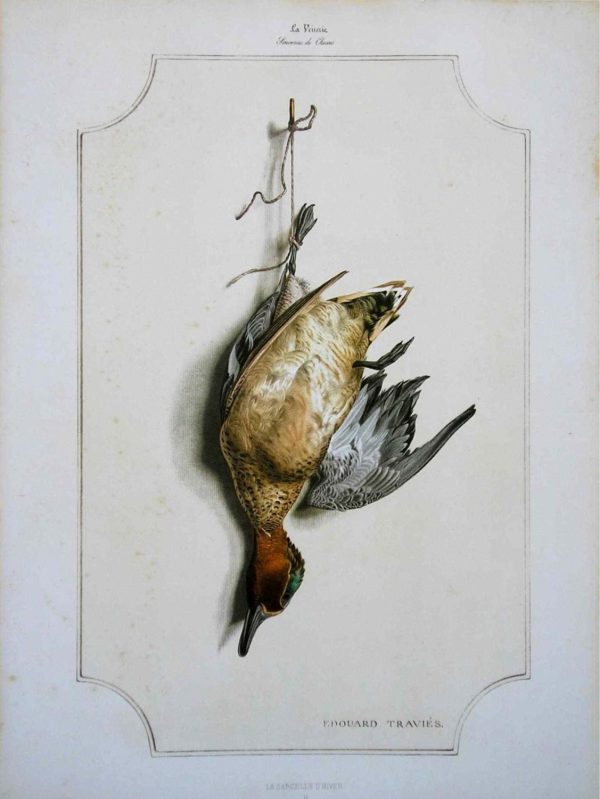 Teal Bird Wildlife Artist Painting Dead Game Print