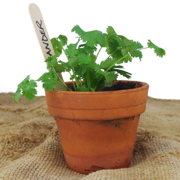STS 100pcs - Wooden Plant Labels, Large Wooden Plant Markers Sign Eco-Friendly Garden Labels Tags for Potted Plants Herb Seed Vegetable Flowers (15x1.8cm) - Rounded Ends Prevent Root Damage. - Image 3