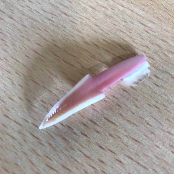 Artificial Pheasant Tongue by Mohr | SnowdoniaSupplies.co.uk