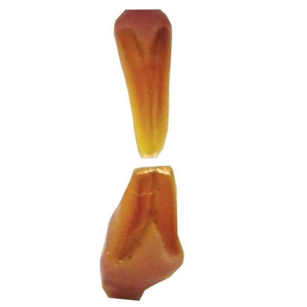 Artificial Teeth - Squirrel by Mohr | SnowdoniaSupplies.co.uk