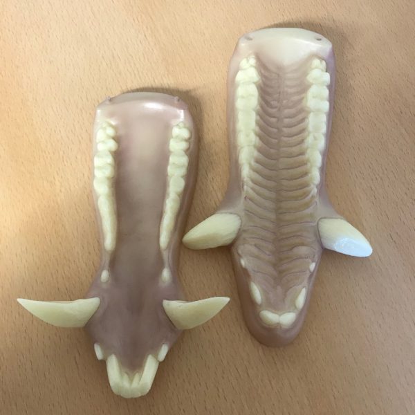 Artificial Jaw Set - Wild Boar (no Tongue) | SnowdoniaSupplies.co.uk