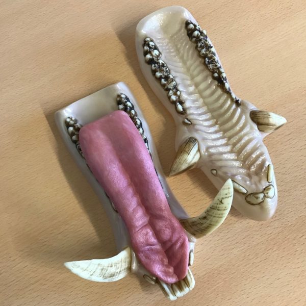 Artificial Jaw Set - Wild Boar | SnowdoniaSupplies.co.uk