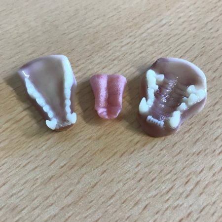 Artificial Jaw Set - Mink | SnowdoniaSupplies.co.uk