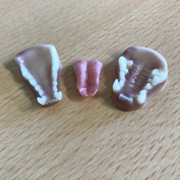 Artificial Jaw Set - Mink | SnowdoniaSupplies.co.uk