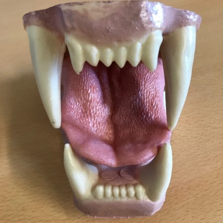 Artificial Jaw Set - Lion | SnowdoniaSupplies.co.uk
