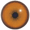 Multi coloured Cheetah eyes with a round pupil