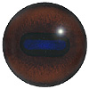 Red Deer eyes with an oval pupil