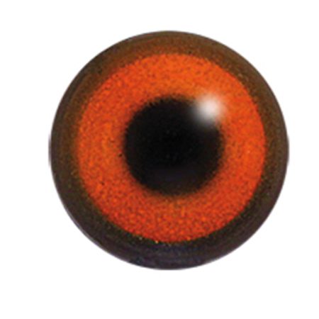 Multi - coloured Acrylic Bird Eyes